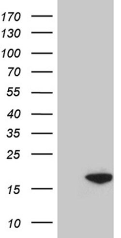 POLR2J Mouse anti-Human, Clone: OTI1B11, lyophilized, TrueMAB 100 &mu;g;