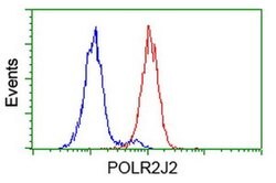 POLR2J2 Monoclonal Antibody (OTI1C6), TrueMAB , OriGene 100 &mu;L; Unconjugated:Antibodies,