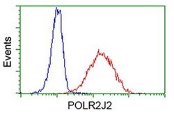 POLR2J2 Monoclonal Antibody (OTI1C6), TrueMAB , OriGene 100 &mu;L; Unconjugated:Antibodies,