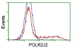 POLR2J2 Monoclonal Antibody (OTI3G4), TrueMAB , OriGene:Antibodies:Primary