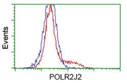 POLR2J2 Mouse anti-Human, Clone: OTI6E9, lyophilized, TrueMAB 100 &mu;g | Buy Online | Origene Technologies | Fisher Scientific