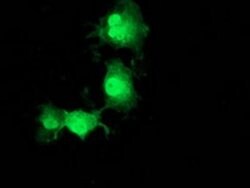 POLR2J2 Monoclonal Antibody (OTI3G4), TrueMAB , OriGene 100 &mu;L; Unconjugated:Antibodies,