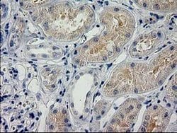 POLR2J2 Monoclonal Antibody (OTI3G4), TrueMAB , OriGene 100 &mu;L; Unconjugated:Antibodies,