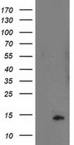 POLR2J2 Monoclonal Antibody (OTI1C6), TrueMAB , OriGene 100 &mu;L; Unconjugated:Antibodies,