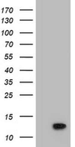 POLR2J2 Monoclonal Antibody (OTI3G4), TrueMAB , OriGene:Antibodies:Primary