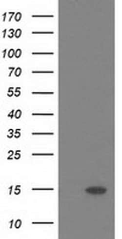POLR2J2 Monoclonal Antibody (OTI6E9), TrueMAB , OriGene 30 &mu;L; Unconjugated:Antibodies,