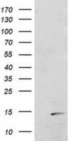 POLR2J2 Mouse anti-Human, Clone: OTI8F10, lyophilized, TrueMAB 100 &mu;g;