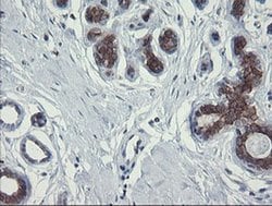 POLR3C Monoclonal Antibody (OTI2H1), TrueMAB , OriGene 100 &mu;L; Unconjugated:Antibodies,