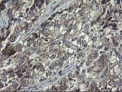 POLR3C Monoclonal Antibody (OTI2H1), TrueMAB , OriGene 100 &mu;L; Unconjugated:Antibodies,