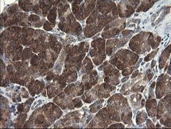 POLR3C Monoclonal Antibody (OTI2H1), TrueMAB , OriGene 100 &mu;L; Unconjugated:Antibodies,