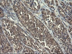 POLR3C Monoclonal Antibody (OTI2H1), TrueMAB , OriGene 100 &mu;L; Unconjugated:Antibodies,