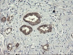 POLR3C Monoclonal Antibody (OTI2H1), TrueMAB , OriGene 100 &mu;L; Unconjugated:Antibodies,