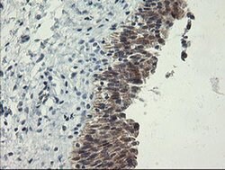 POLR3C Monoclonal Antibody (OTI2H1), TrueMAB , OriGene 100 &mu;L; Unconjugated:Antibodies,