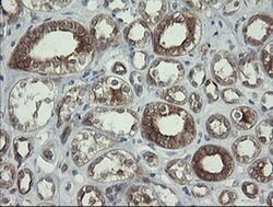 POLR3C Monoclonal Antibody (OTI2H1), TrueMAB , OriGene 100 &mu;L; Unconjugated:Antibodies,