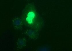 POLR3GL Mouse anti-Human, Clone: OTI2F11, lyophilized, TrueMAB 100 &mu;g;