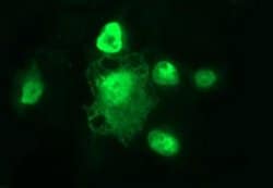 POLR3GL Monoclonal Antibody (OTI5F10), TrueMAB , OriGene 100 &mu;L; Unconjugated:Antibodies,