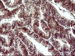POLR3GL Mouse anti-Human, Clone: OTI2F11, lyophilized, TrueMAB 100 &mu;g;