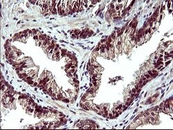 POLR3GL Mouse anti-Human, Clone: OTI2F11, lyophilized, TrueMAB 100 &mu;g;