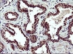POLR3GL Mouse anti-Human, Clone: OTI2F11, lyophilized, TrueMAB 100 &mu;g;