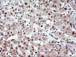 POLR3GL Mouse anti-Human, Clone: OTI5E8, liquid, TrueMAB 100 &mu;L | Buy Online | OriGene | Fisher Scientific