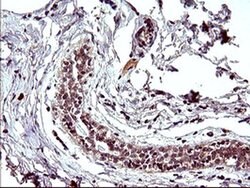 POLR3GL Monoclonal Antibody (OTI5F9), TrueMAB , OriGene 100 &mu;L; Unconjugated:Antibodies,