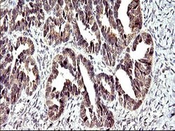 POLR3GL Monoclonal Antibody (OTI5F9), TrueMAB , OriGene 100 &mu;L; Unconjugated:Antibodies,