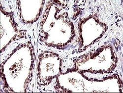 POLR3GL Monoclonal Antibody (OTI5F9), TrueMAB , OriGene 100 &mu;L; Unconjugated:Antibodies,