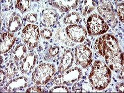 POLR3GL Monoclonal Antibody (OTI5F9), TrueMAB , OriGene 100 &mu;L; Unconjugated:Antibodies,