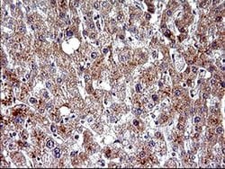POLR3GL Monoclonal Antibody (OTI5F9), TrueMAB , OriGene 100 &mu;L; Unconjugated:Antibodies,