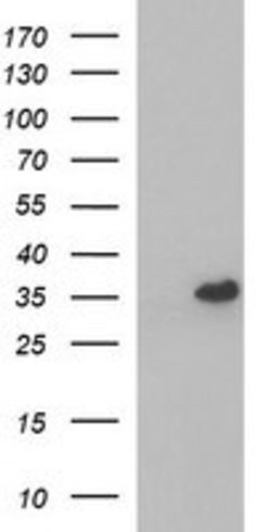 POLR3GL Mouse anti-Human, Clone: OTI2F11, lyophilized, TrueMAB 100 &mu;g;