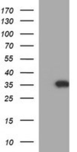 POLR3GL Mouse anti-Human, Clone: OTI5F10, lyophilized, TrueMAB 100 &mu;g;