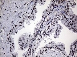 POLR3H Mouse anti-Human, Clone: OTI4D8, lyophilized, TrueMAB 100 &mu;g;