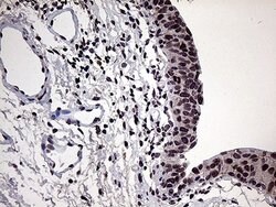 POLR3H Mouse anti-Human, Clone: OTI4D8, lyophilized, TrueMAB 100 &mu;g;