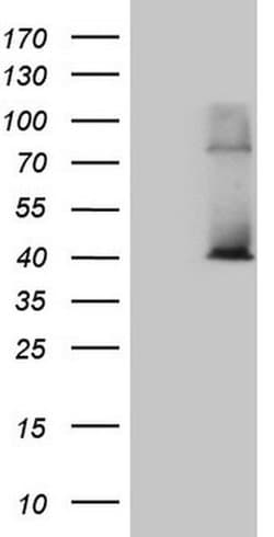 POLR3H Monoclonal Antibody (OTI5A12), TrueMAB , OriGene 30 &mu;L; Unconjugated:Antibodies,