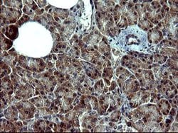 POMC Monoclonal Antibody (OTI1A8), TrueMAB , OriGene 100 &mu;L; Unconjugated:Antibodies,