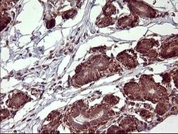 POMC Monoclonal Antibody (OTI2B2), TrueMAB , OriGene 100 &mu;L; Unconjugated:Antibodies,