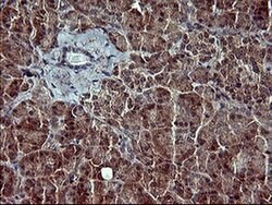 POMC Monoclonal Antibody (OTI2B2), TrueMAB , OriGene 100 &mu;L; Unconjugated:Antibodies,