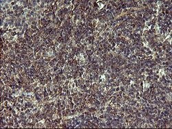POMC Monoclonal Antibody (OTI2B2), TrueMAB , OriGene 100 &mu;L; Unconjugated:Antibodies,