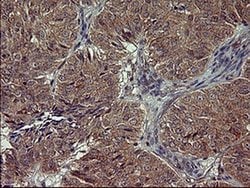 POMC Monoclonal Antibody (OTI1F3), TrueMAB , OriGene 100 &mu;L; Unconjugated:Antibodies,