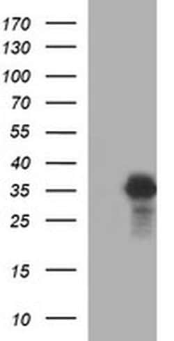 POMC Monoclonal Antibody (OTI1B9), TrueMAB , OriGene 30 &mu;L | Buy Online | Origene Technologies | Fisher Scientific
