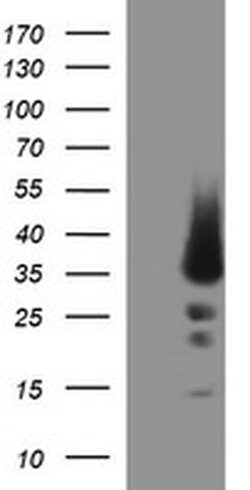 POMC Monoclonal Antibody (OTI1A8), TrueMAB , OriGene:Antibodies:Primary