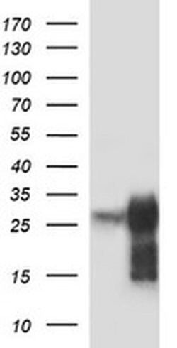POMC Monoclonal Antibody (OTI1F3), TrueMAB , OriGene:Antibodies:Primary