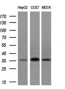 POMC Monoclonal Antibody (OTI1F3), TrueMAB , OriGene 100 &mu;L; Unconjugated:Antibodies,