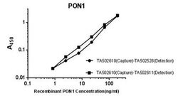 PON1 Monoclonal Antibody (OTI2D4), TrueMAB , OriGene 30 &mu;L; Unconjugated:Antibodies,
