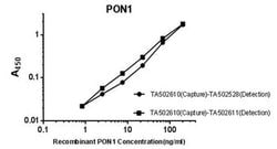 PON1 Monoclonal Antibody (OTI2A6), TrueMAB , OriGene 100 &mu;L; Unconjugated:Antibodies,