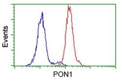 PON1 Monoclonal Antibody (OTI2D4), TrueMAB , OriGene 30 &mu;L; Unconjugated:Antibodies,