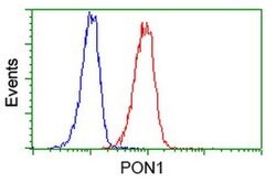 PON1 Monoclonal Antibody (OTI2D4), TrueMAB , OriGene 30 &mu;L; Unconjugated:Antibodies,