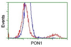PON1 Monoclonal Antibody (OTI2A6), TrueMAB , OriGene:Antibodies:Primary
