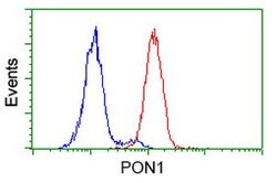 PON1 Mouse anti-Human, Clone: OTI2A6, lyophilized, TrueMAB 100 &mu;g | Buy Online | Origene Technologies | Fisher Scientific