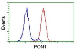 PON1 Monoclonal Antibody (OTI2A6), TrueMAB , OriGene 100 &mu;L; Unconjugated:Antibodies,